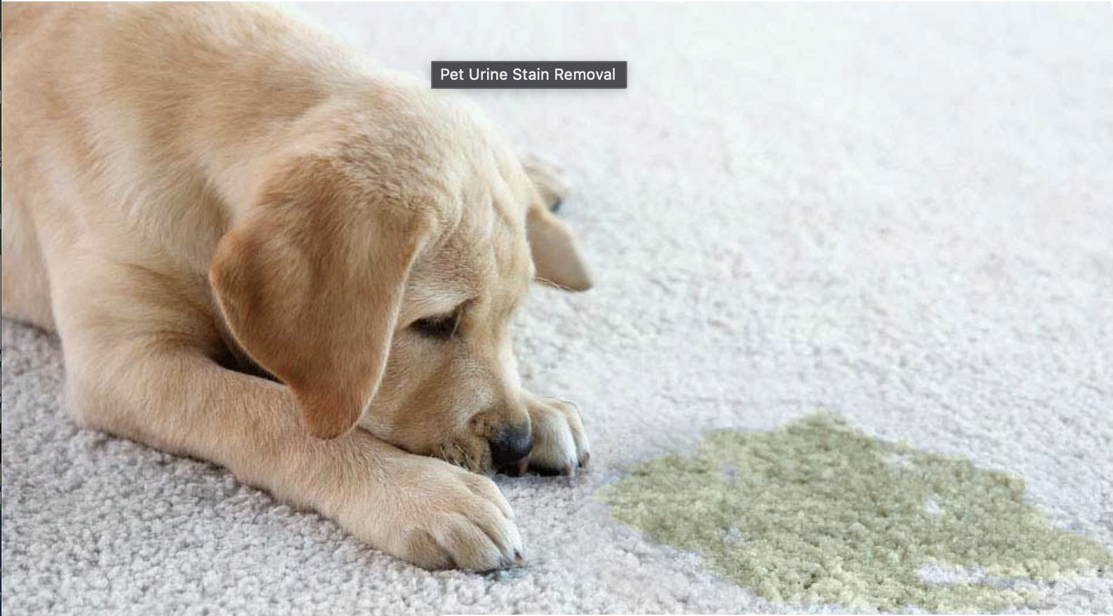 How to Get Pet Urine Odor Out <br>of Carpet