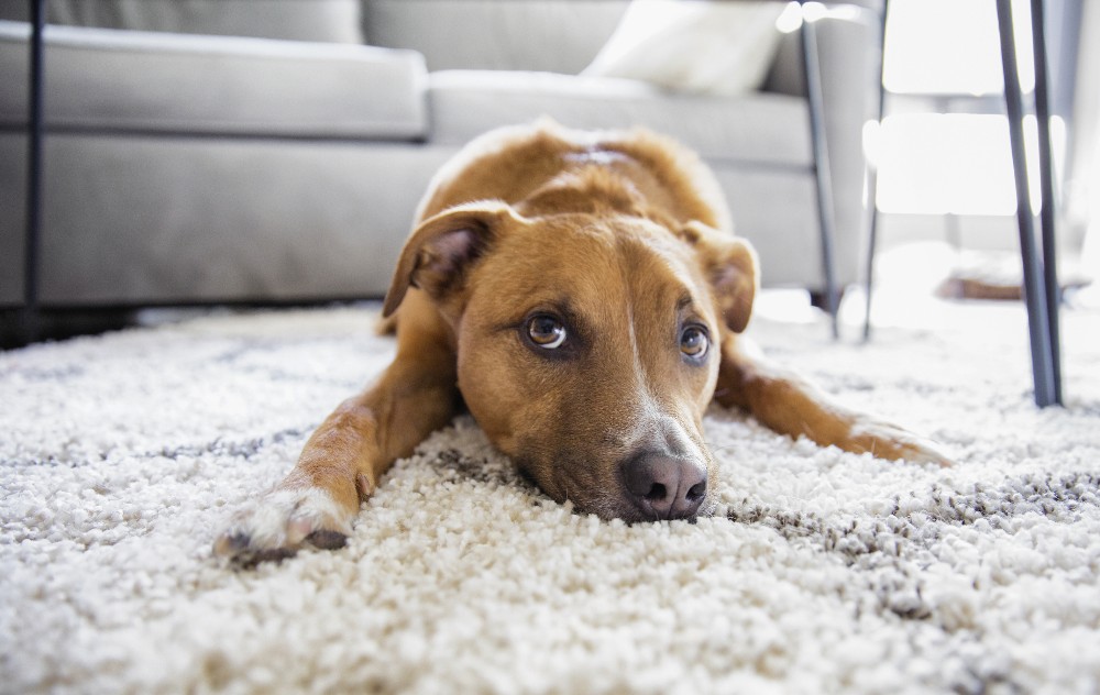 How To Get Rid Of Dog Pee Smell In Carpet
