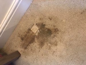 Coffee Stain From Carpet