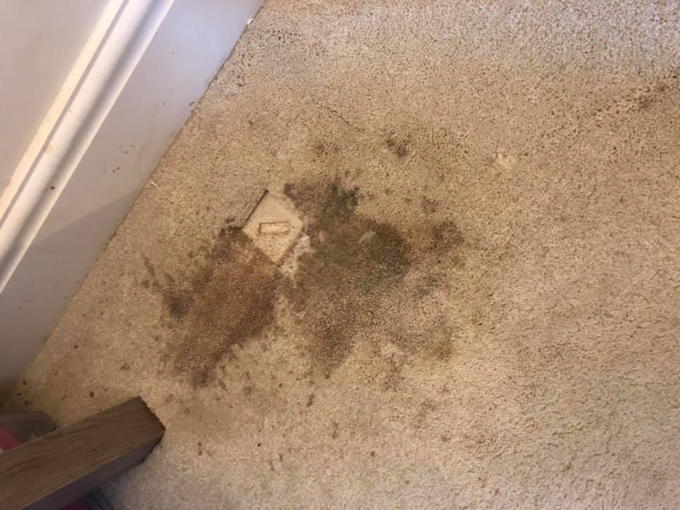 Spot Cleaning Carpet Stains