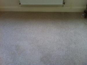 Mold Out of Carpet