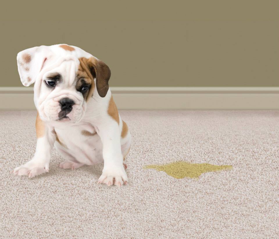 How To Clean Pee From Carpet