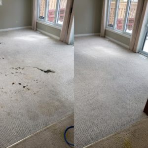 Coffee Out of Carpet