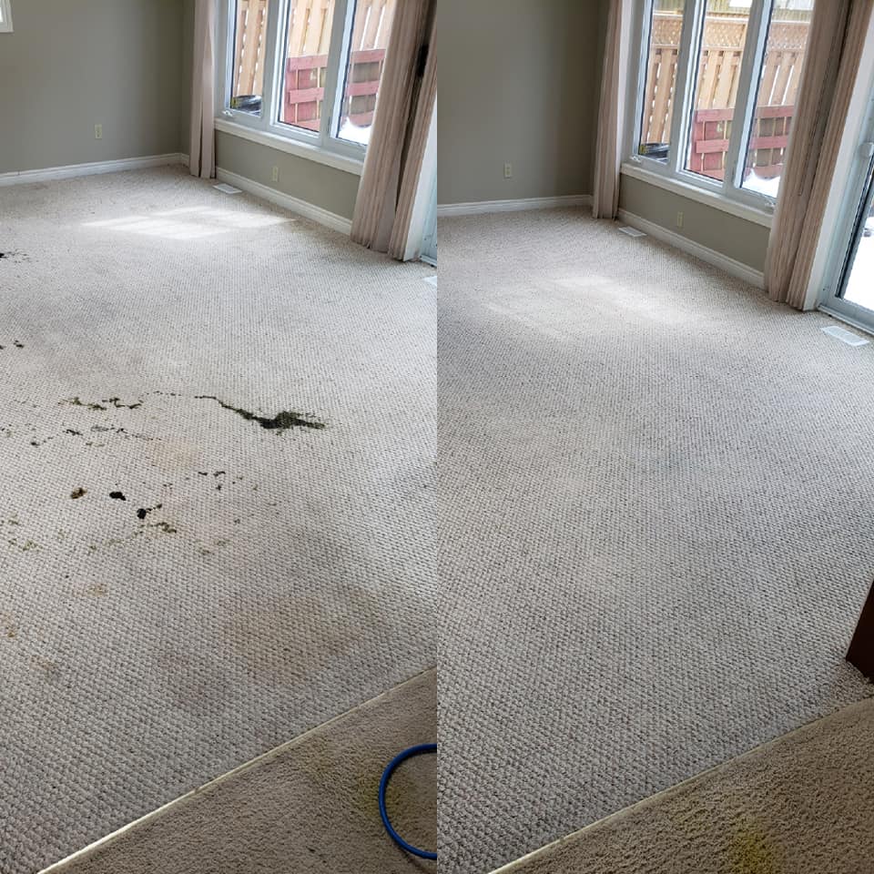 Pet Stain Removal