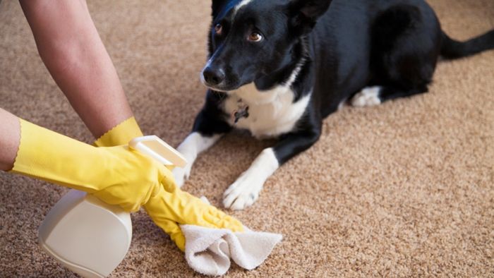 Keeping Your Carpet Clean with a Dog